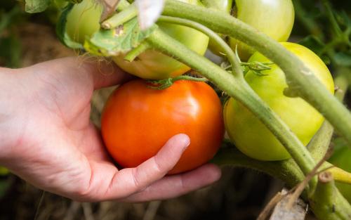 来自贝洛伊特城市花园的成熟番茄.