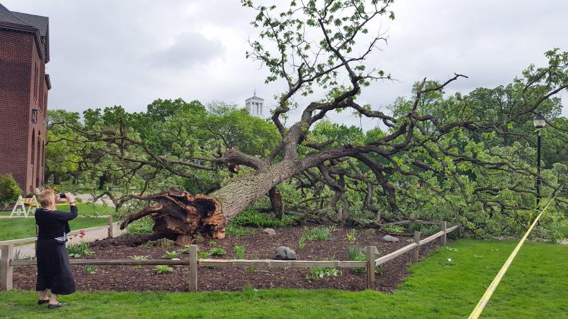 校园里最古老、最大的树之一在5月17日晚上的暴风雨中倒下了.